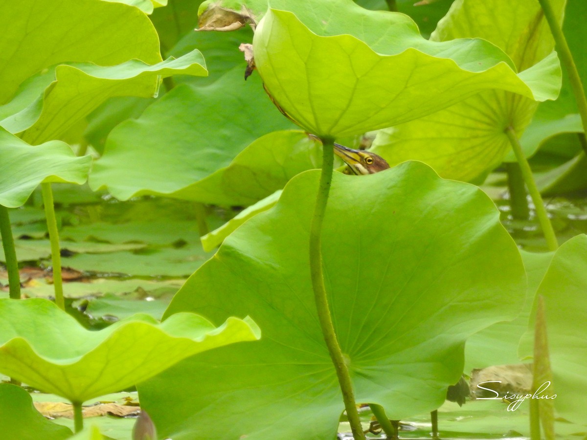 Schrenck's Bittern - ML637587216
