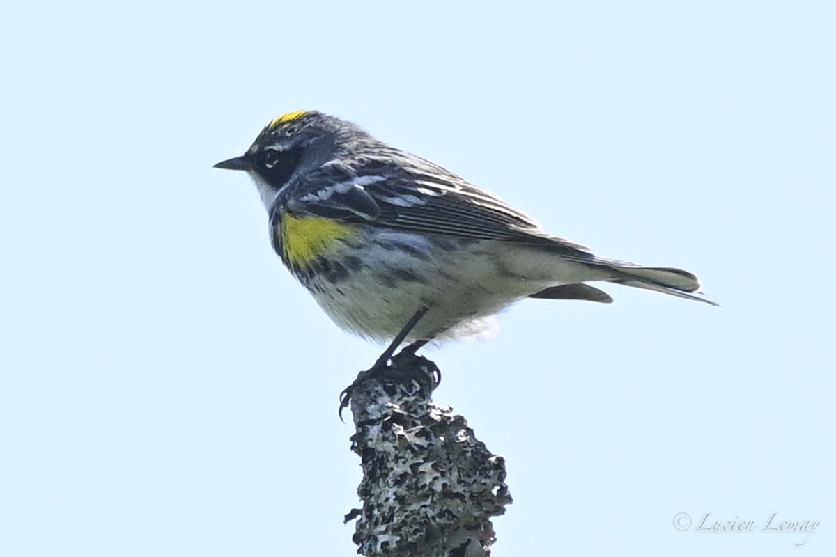 Yellow-rumped Warbler - ML637587217