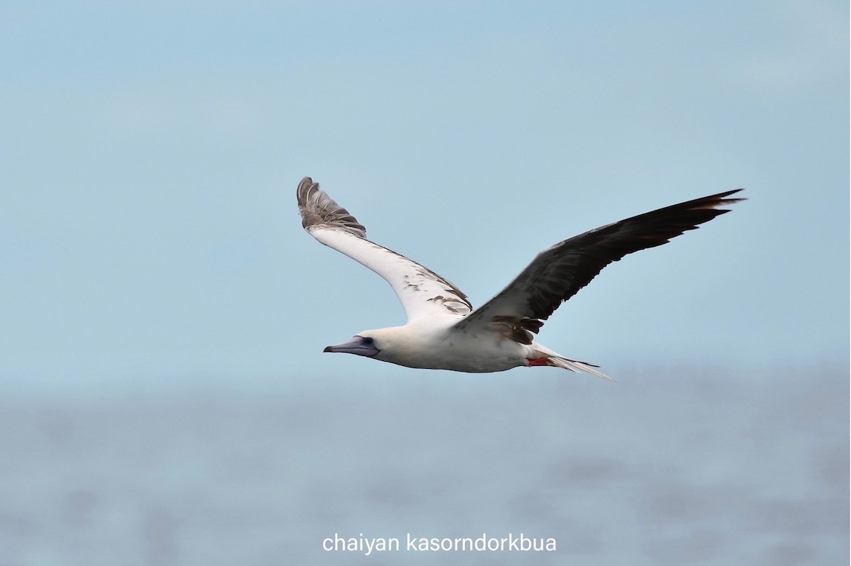 Red-footed Booby - ML637587273