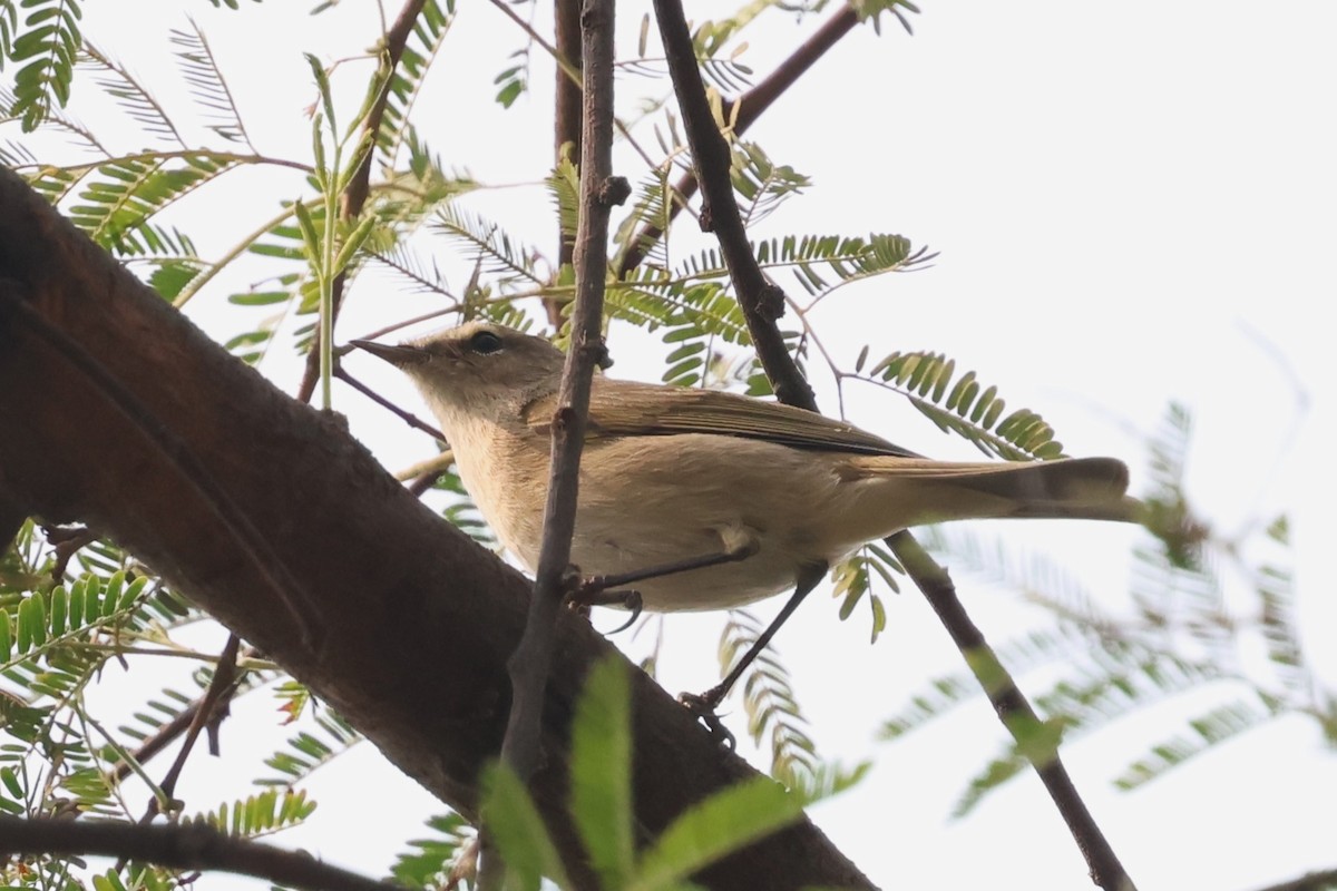 Common Chiffchaff - ML637587275