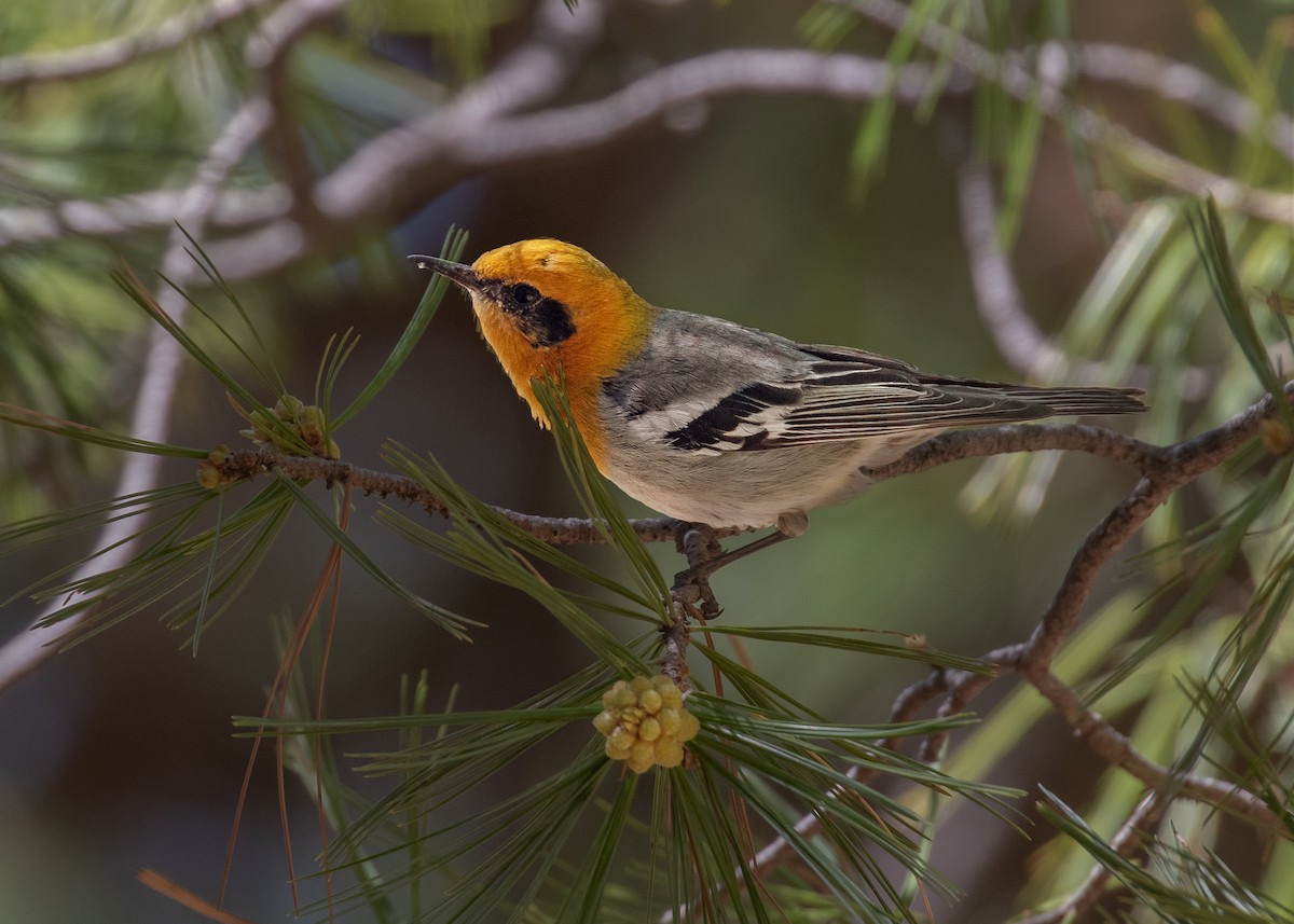 Olive Warbler - ML637587297