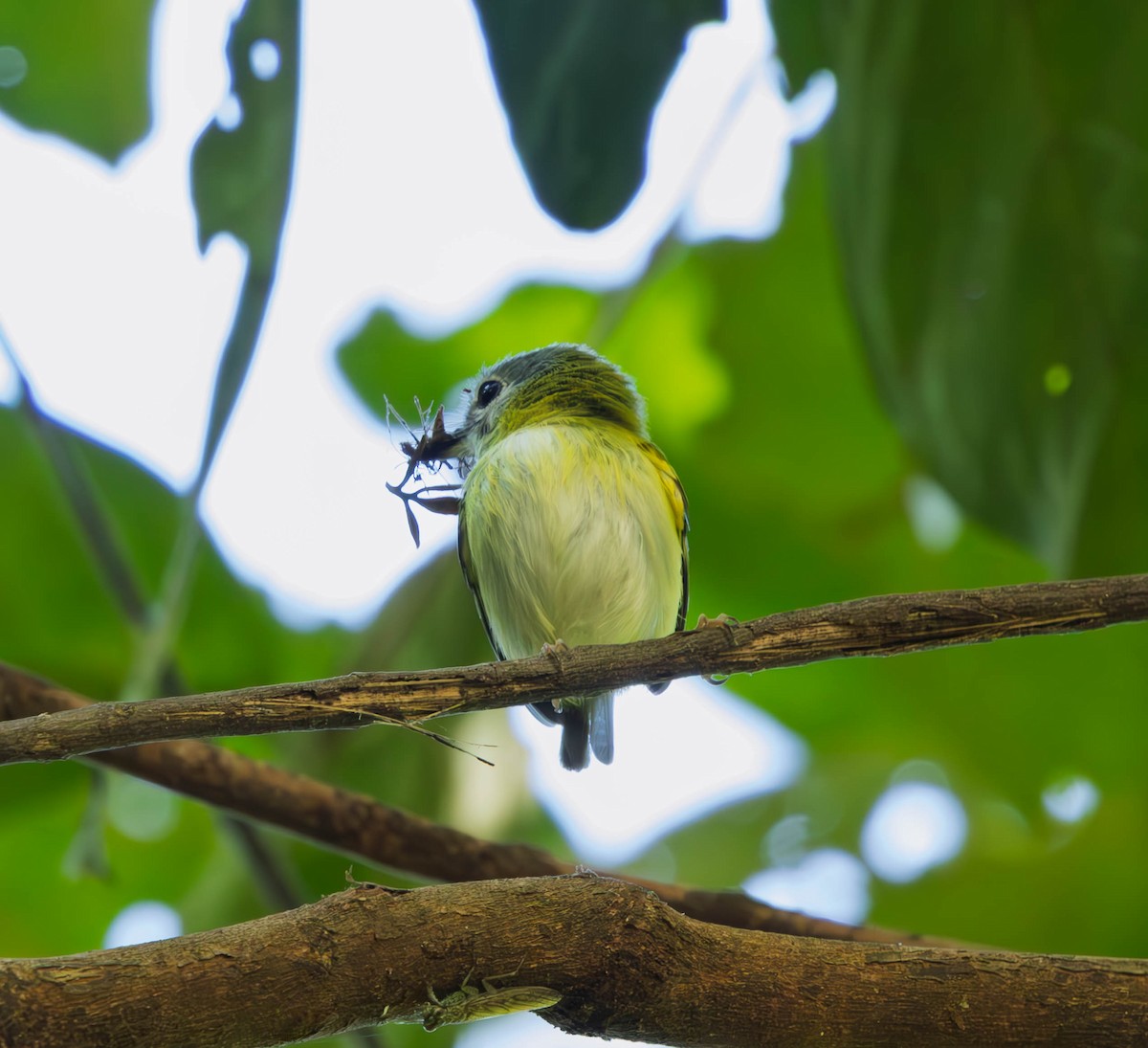 Short-tailed Pygmy-Tyrant - ML637587310