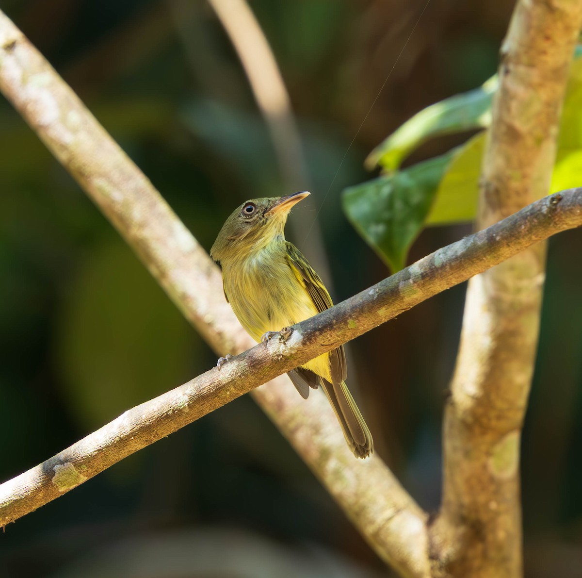 Helmeted Pygmy-Tyrant - ML637587318
