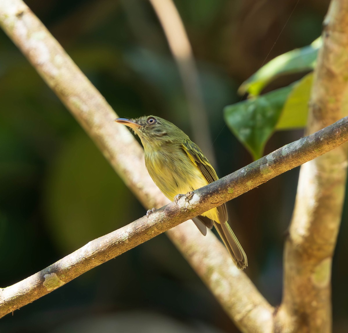 Helmeted Pygmy-Tyrant - ML637587319