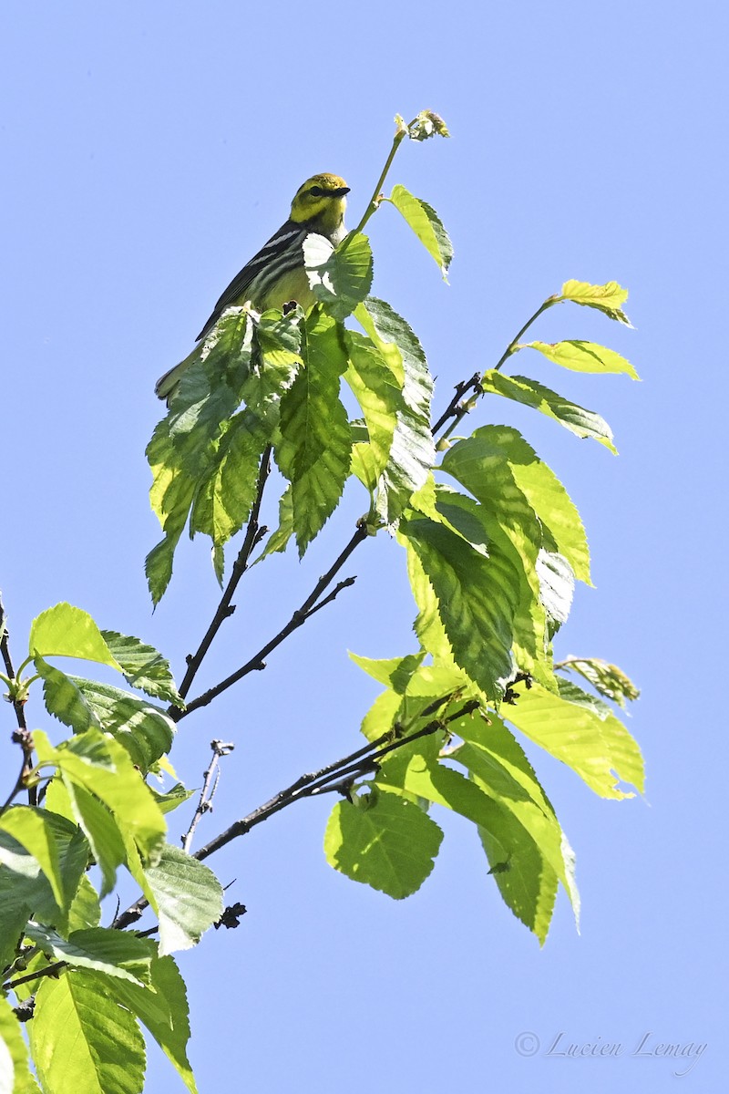Black-throated Green Warbler - ML637587323