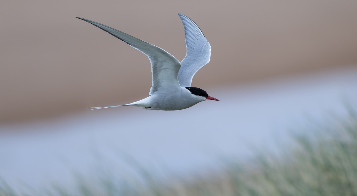 Arctic Tern - ML637587326