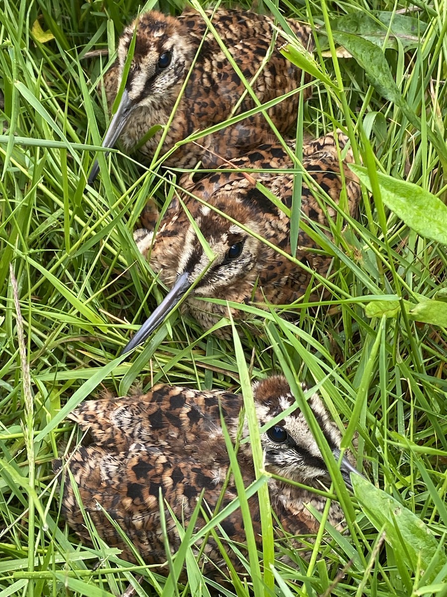 Eurasian Woodcock - ML637587327