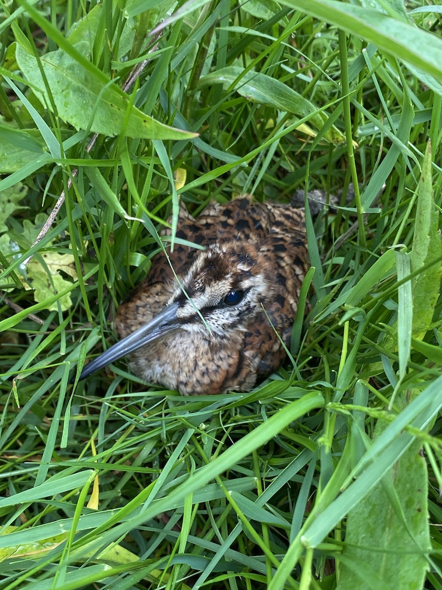 Eurasian Woodcock - ML637587328
