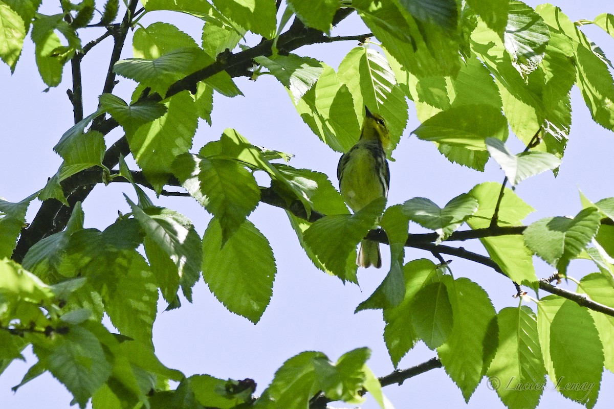 Black-throated Green Warbler - ML637587329