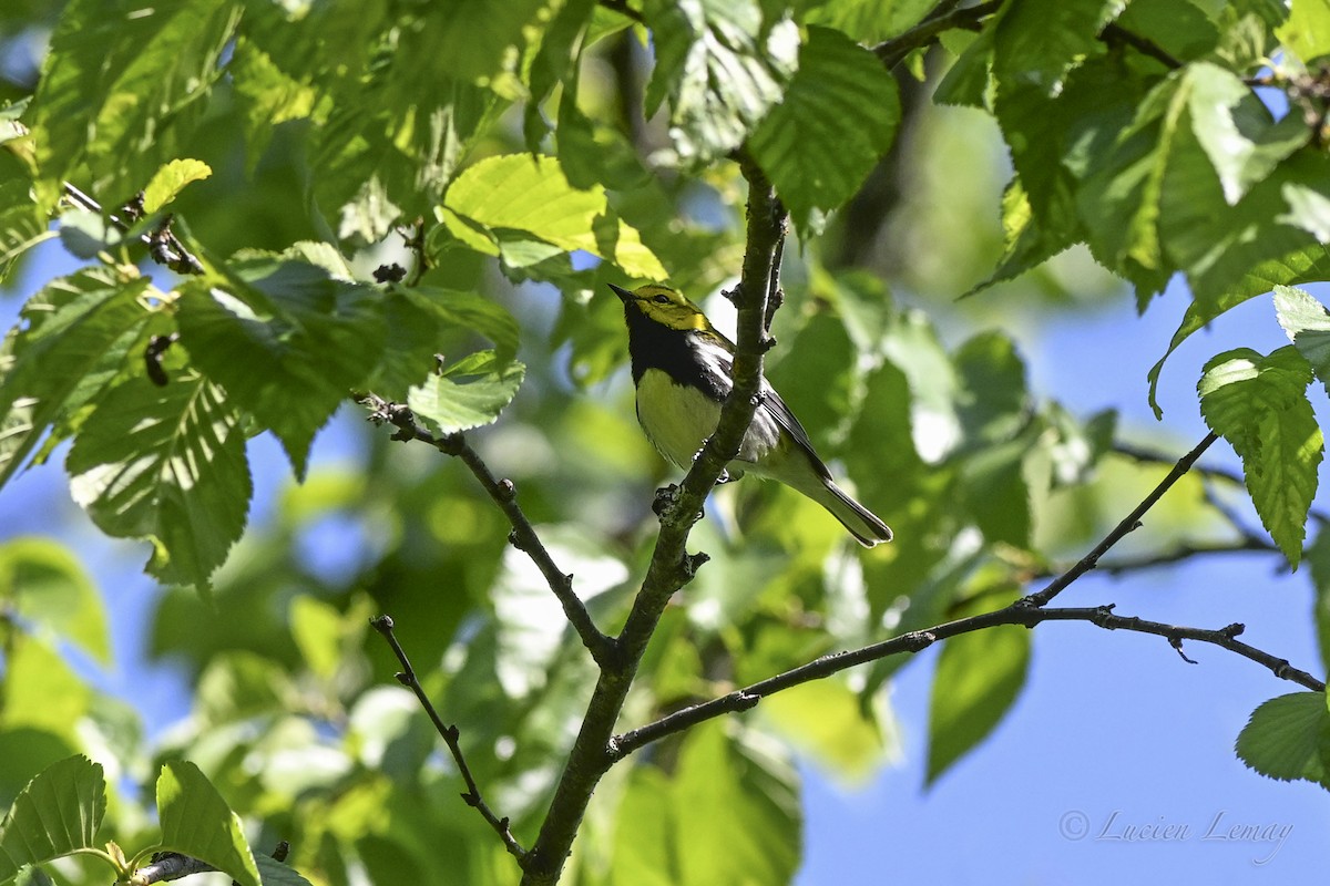 Black-throated Green Warbler - ML637587338