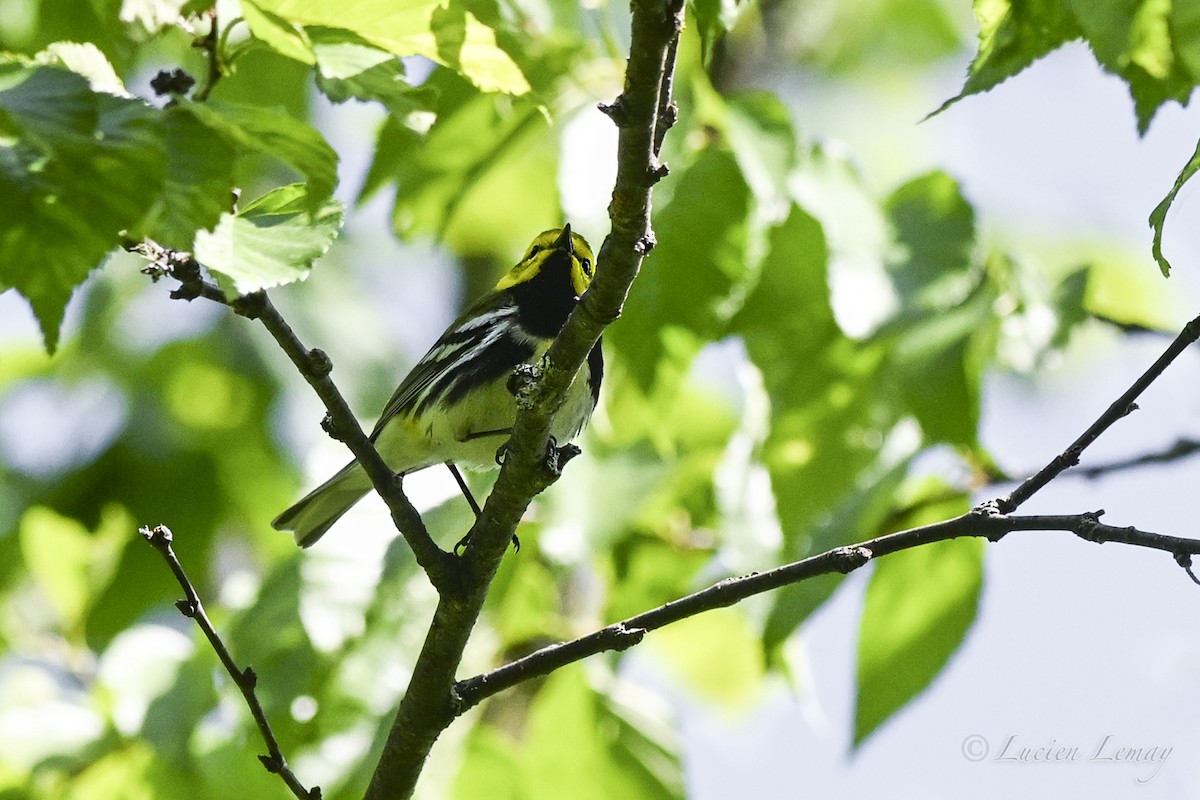 Black-throated Green Warbler - ML637587342