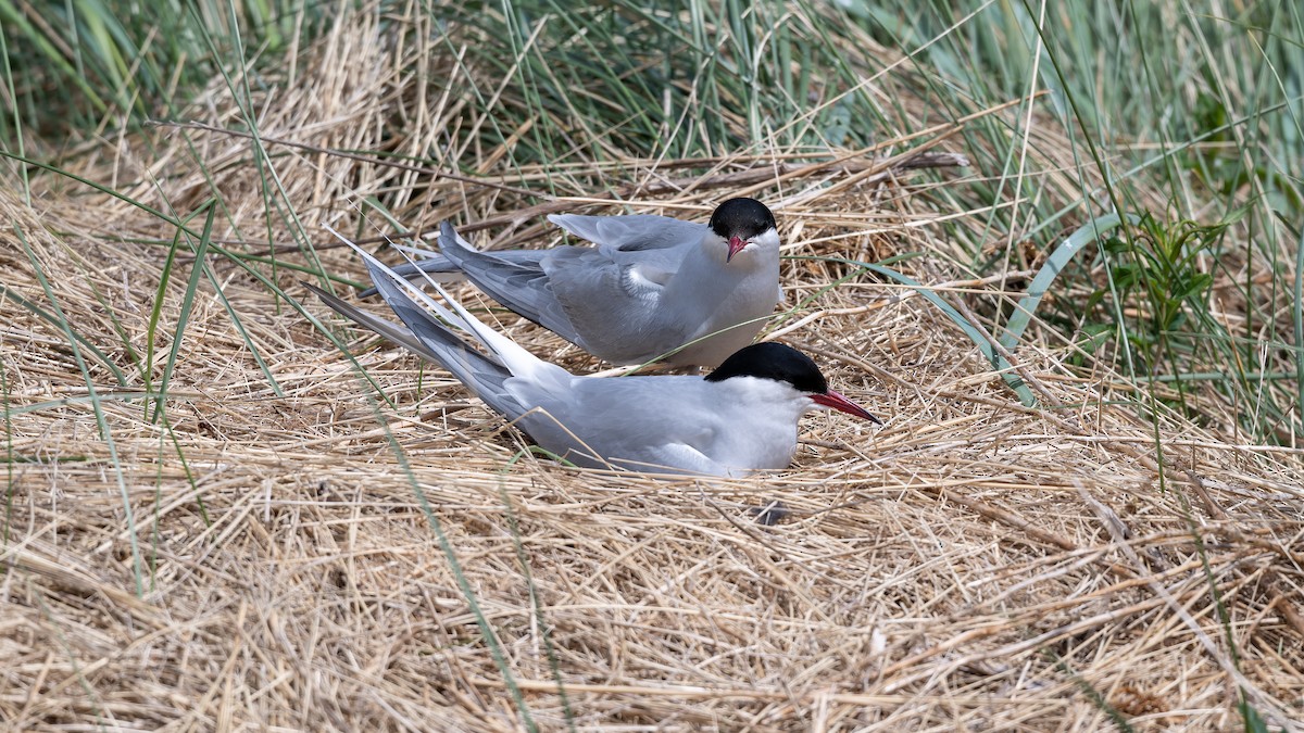 Arctic Tern - ML637587344