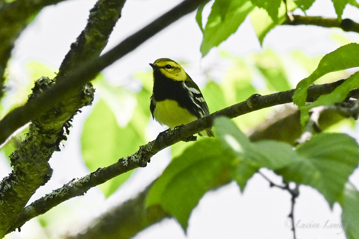 Black-throated Green Warbler - ML637587346