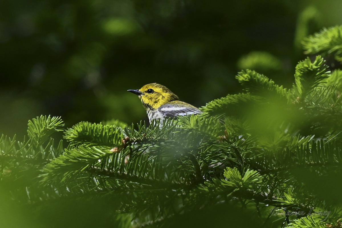 Black-throated Green Warbler - ML637587347