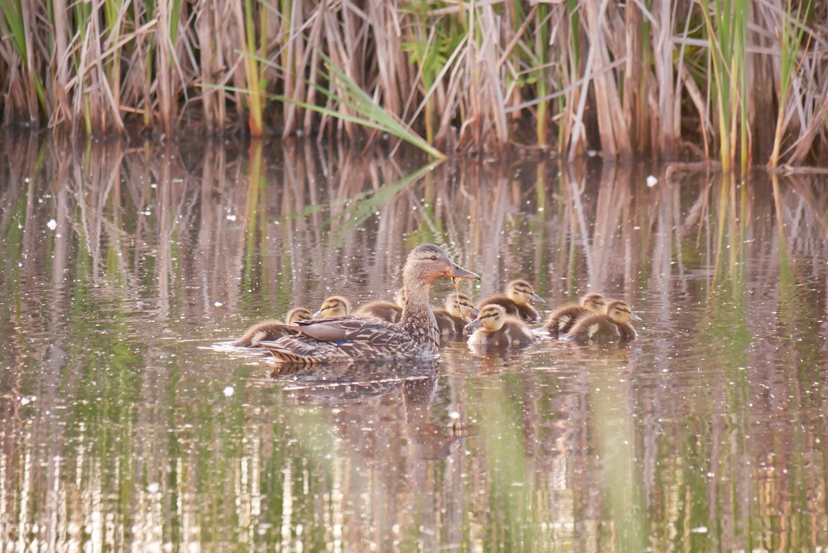 American Black Duck - ML637587349