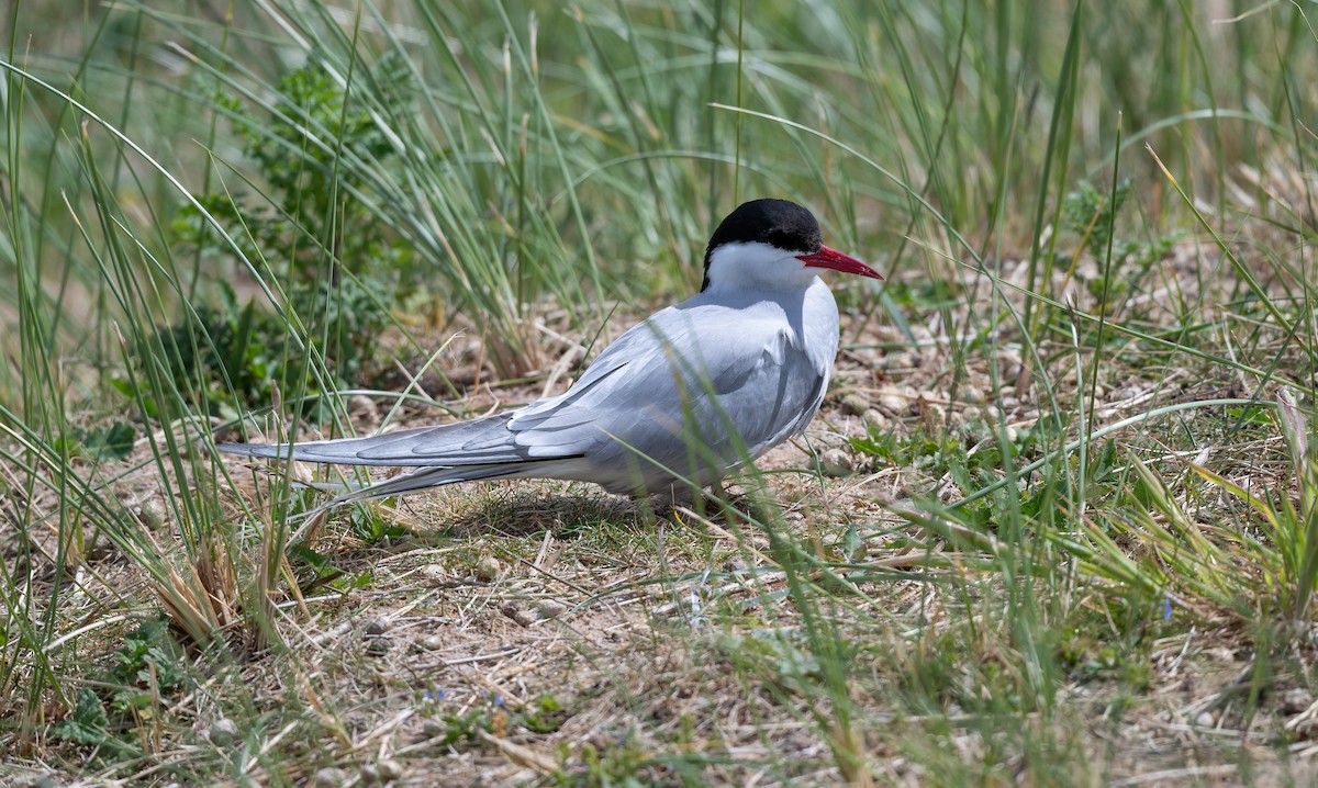 Arctic Tern - ML637587354