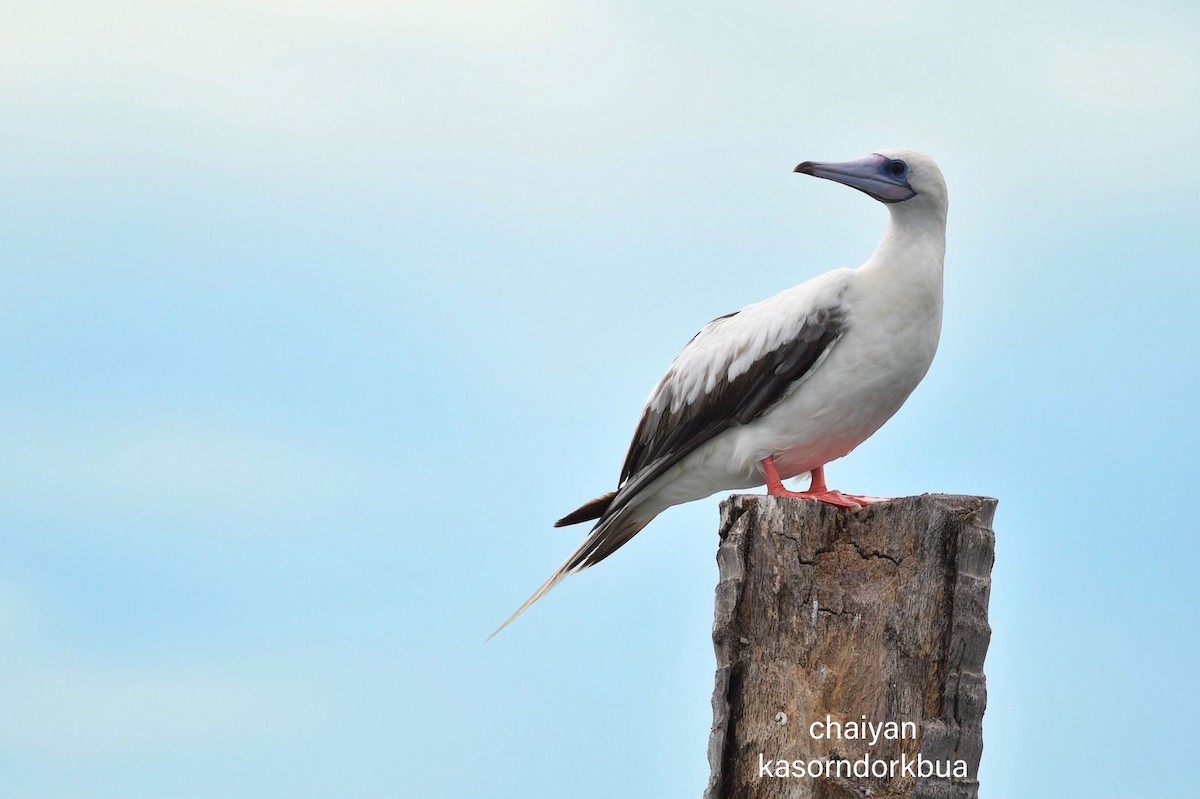 Red-footed Booby - ML637587357