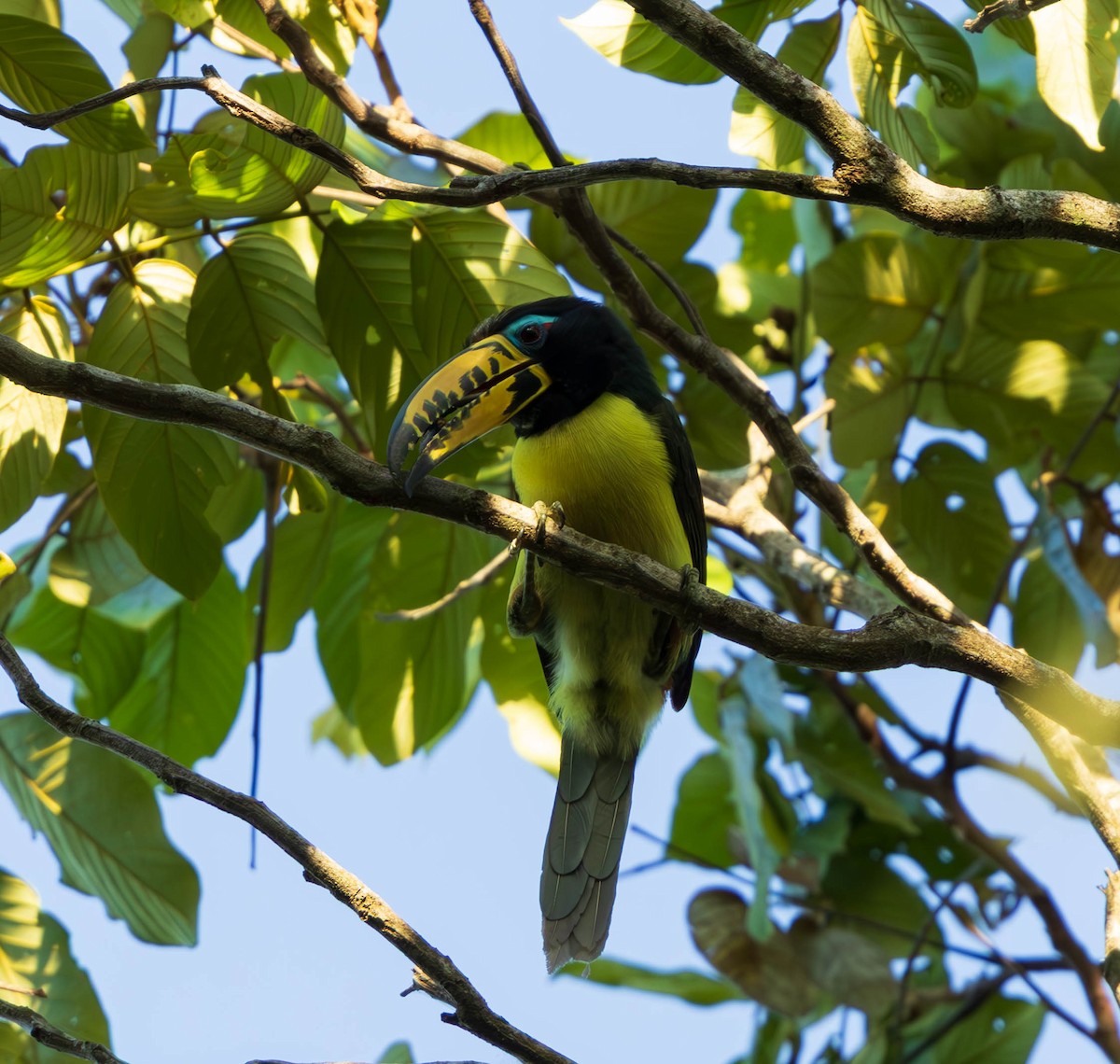 Lettered Aracari - ML637587362