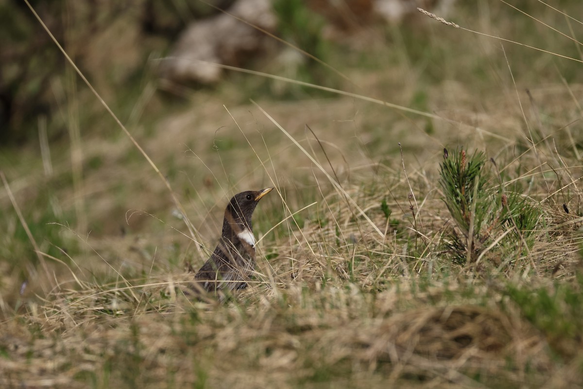 Ring Ouzel - ML637587394