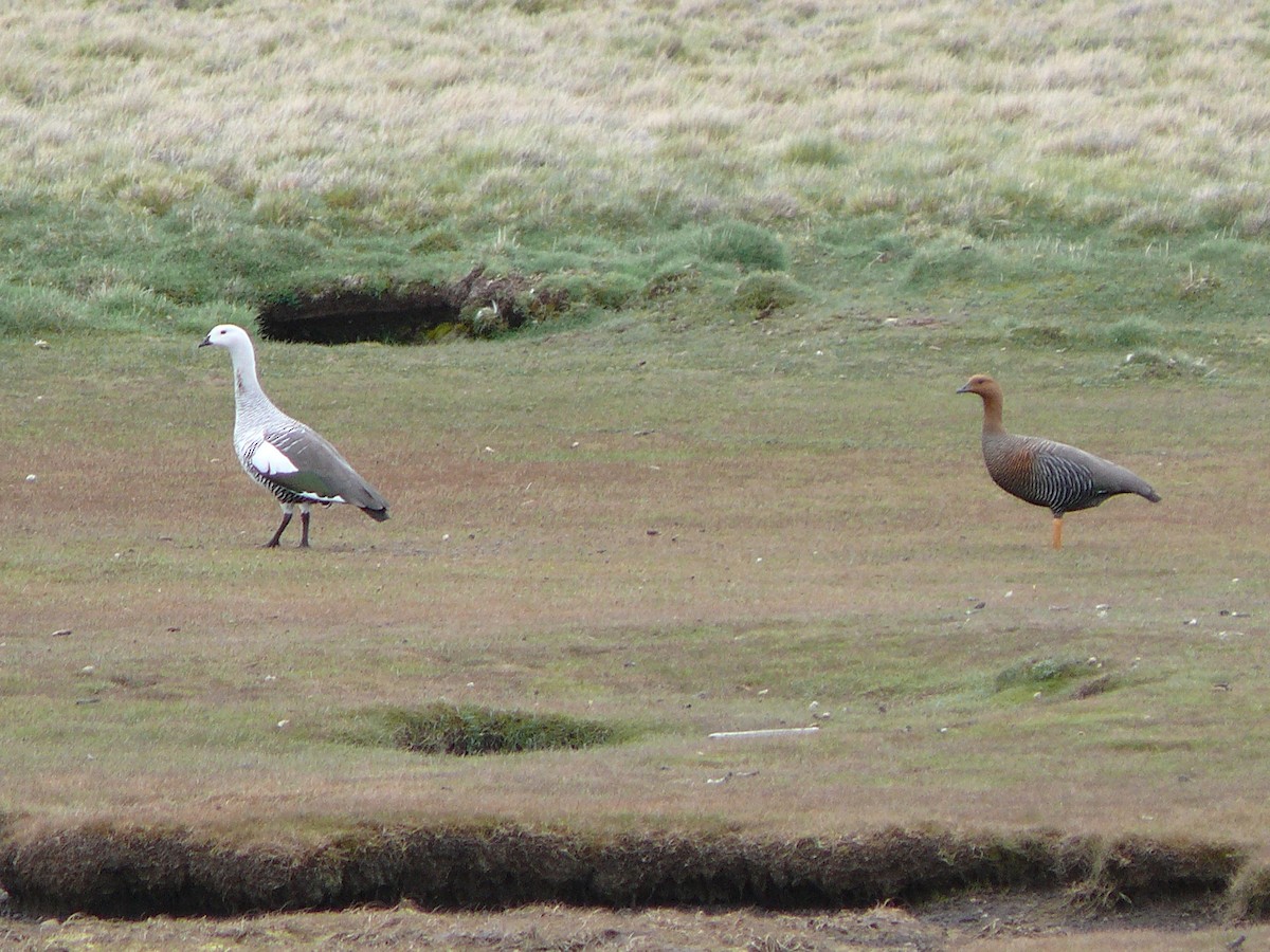 Upland Goose - ML637587421
