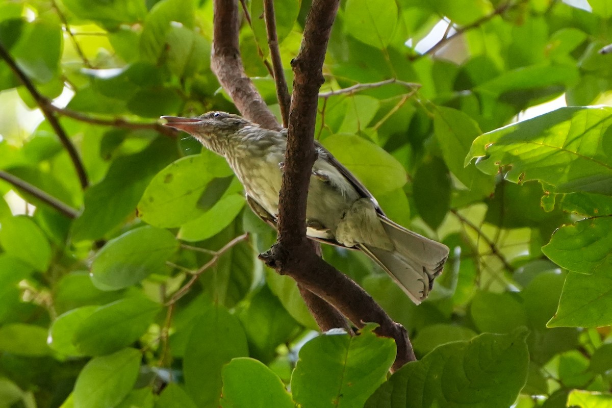 Streaked Bulbul - ML637587445