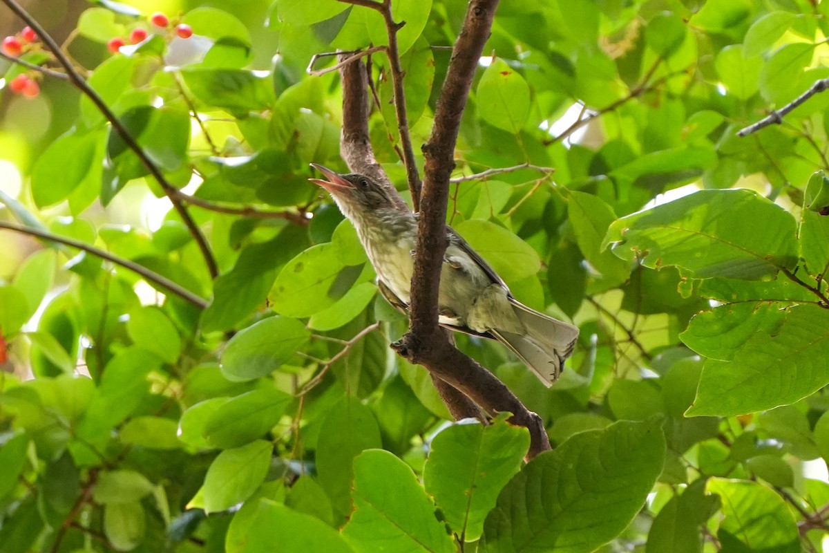 Streaked Bulbul - ML637587446
