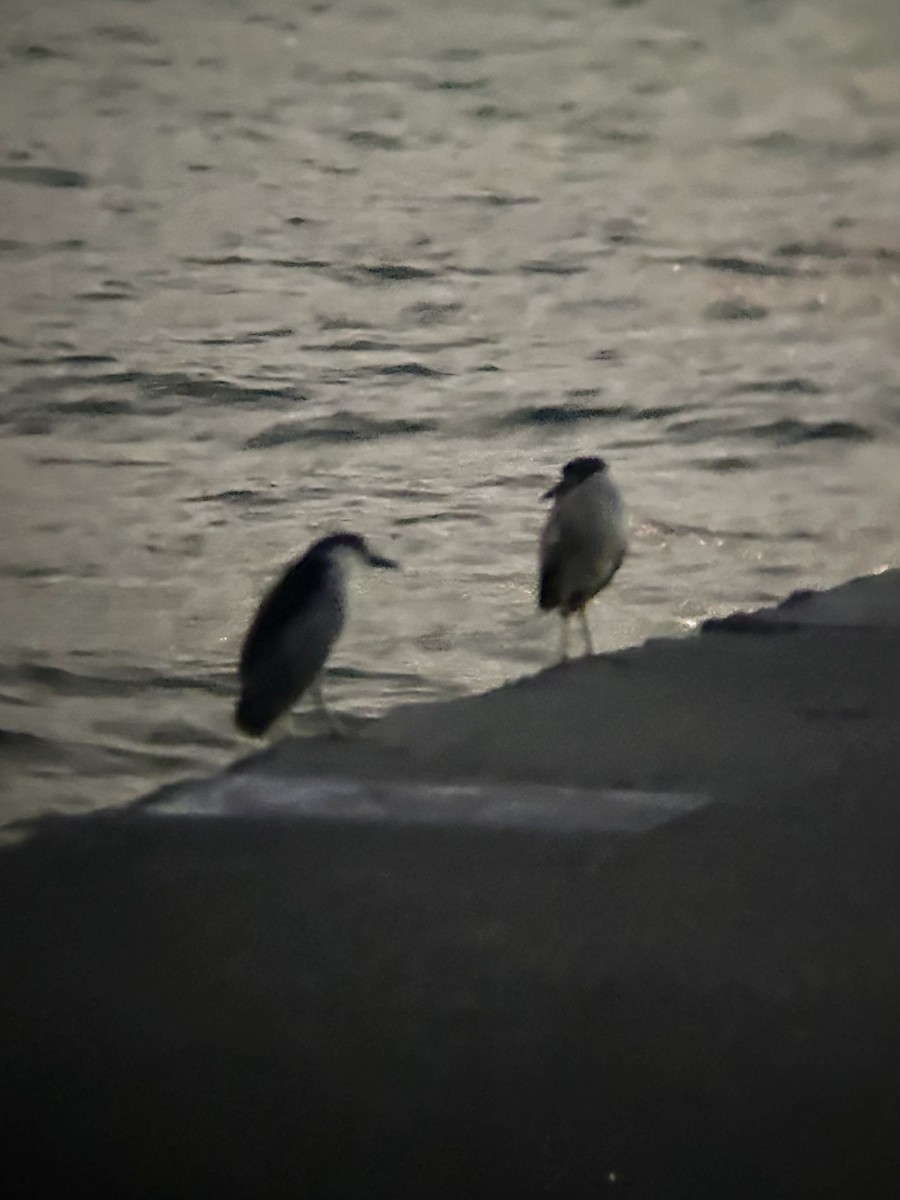 Black-crowned Night Heron - ML637587450