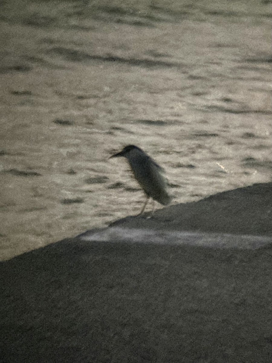 Black-crowned Night Heron - ML637587451