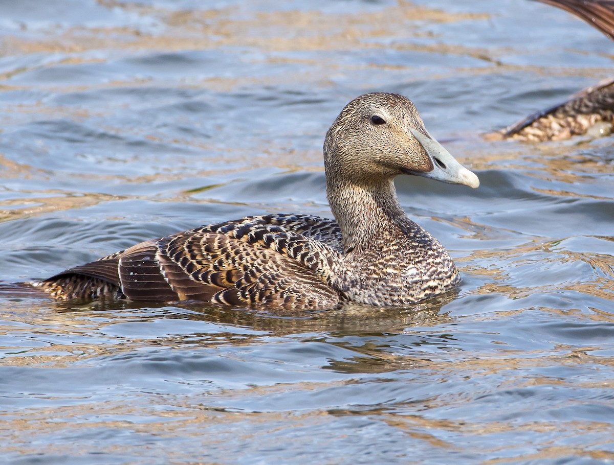 Common Eider - ML637587469