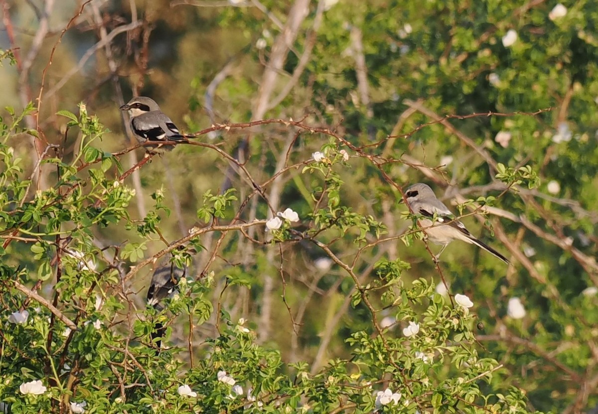 חנקן ספרדי - ML637587480