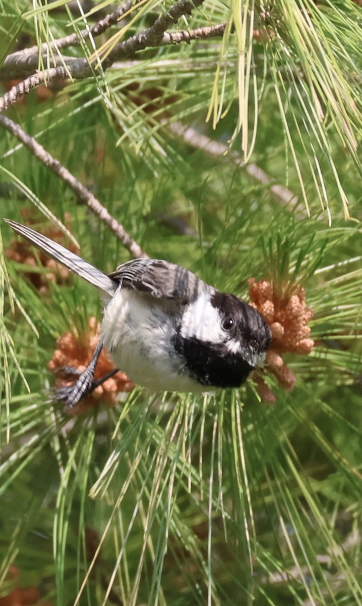 Black-capped Chickadee - ML637587483