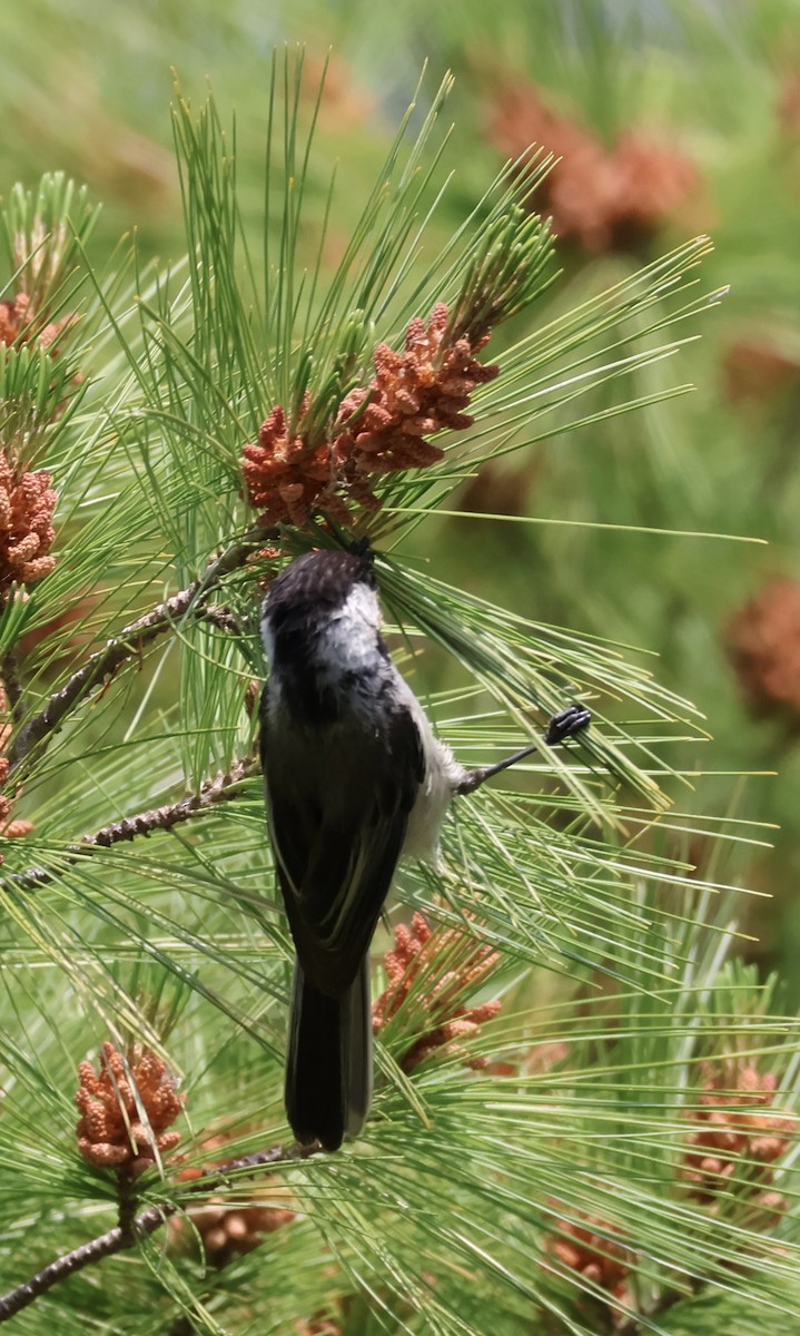 Black-capped Chickadee - ML637587484