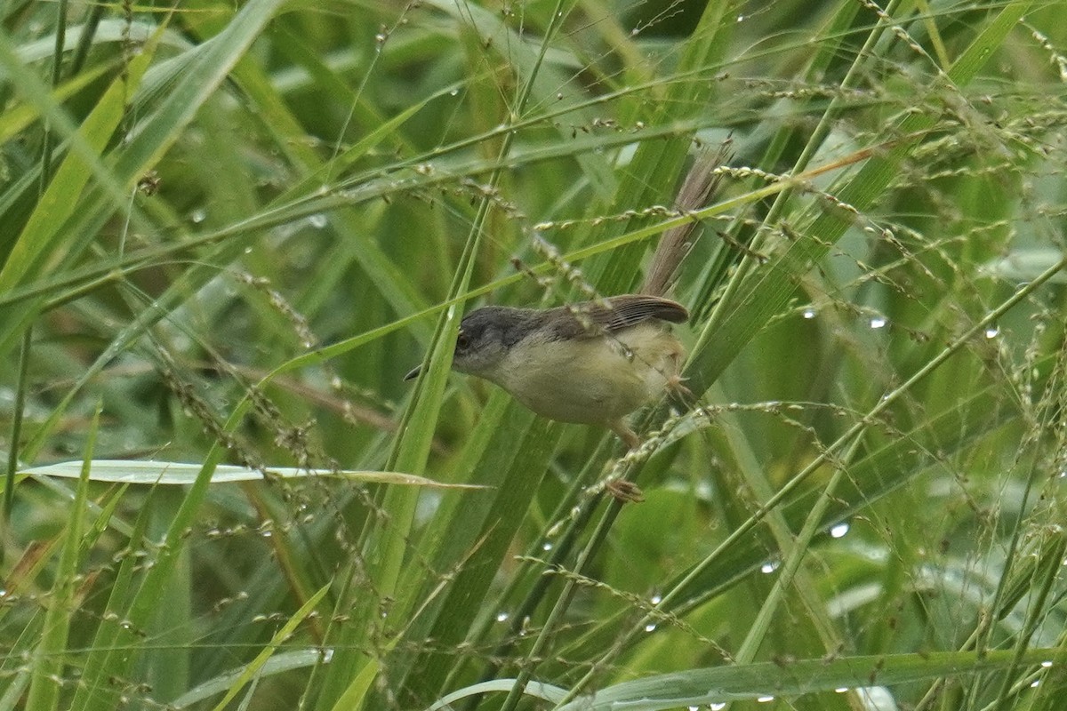 Yellow-bellied Prinia (Chinese) - ML637587489