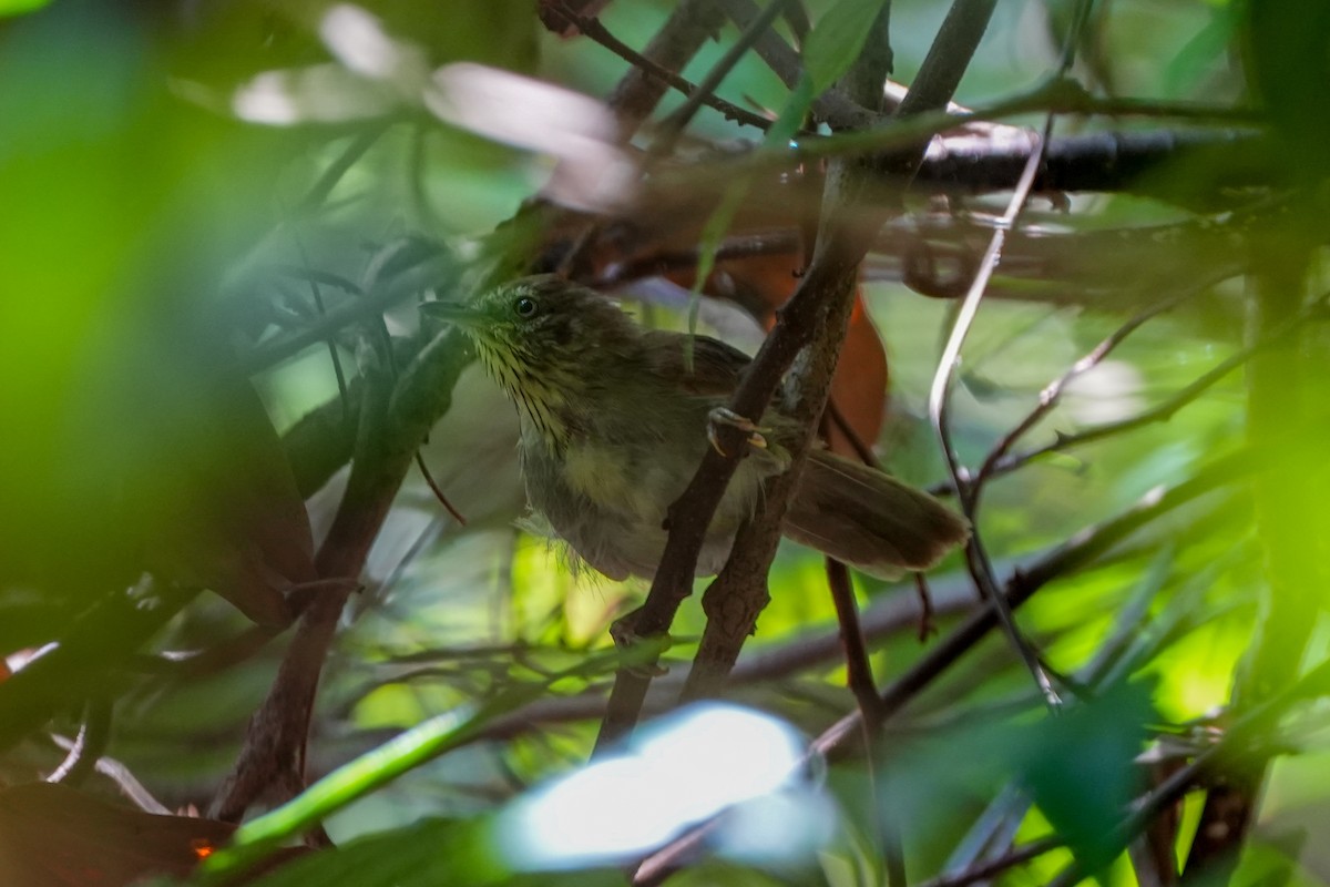 Pin-striped Tit-Babbler - ML637587491