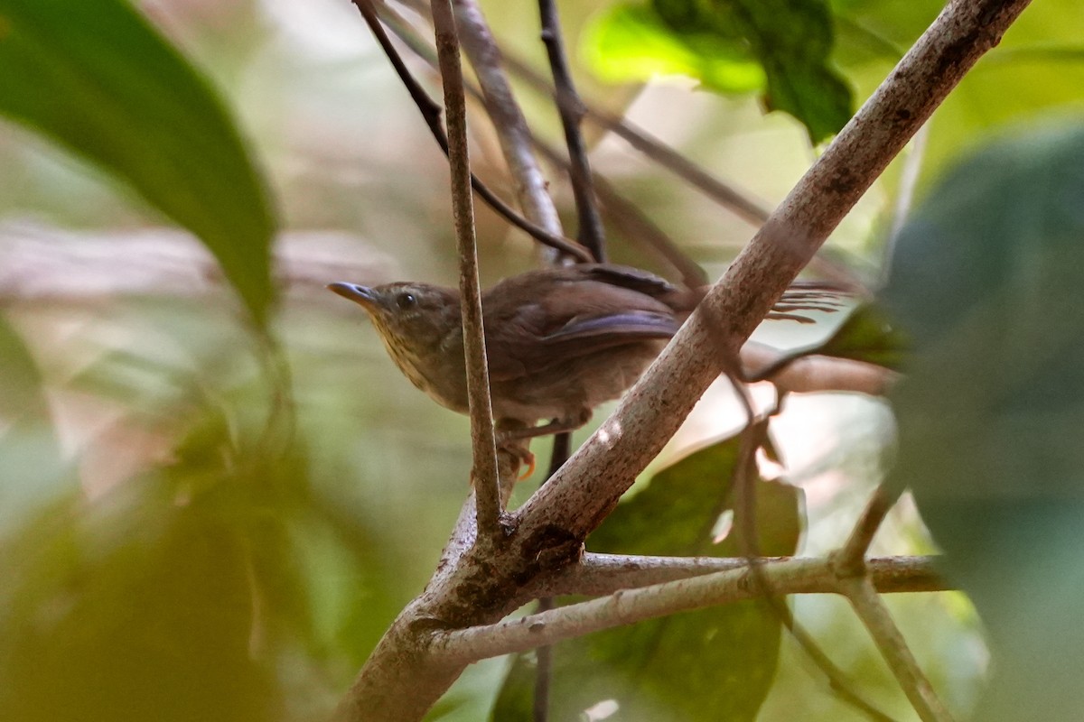Pin-striped Tit-Babbler - ML637587492