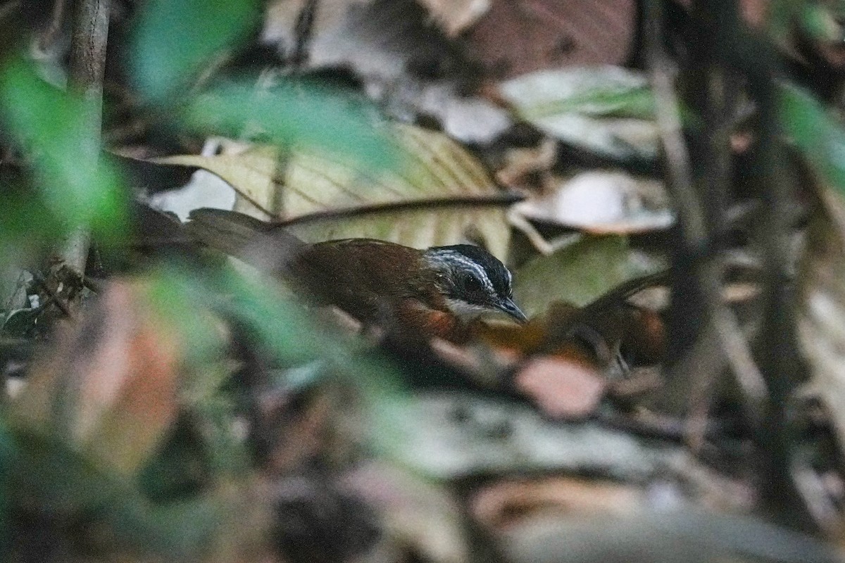Malayan Black-capped Babbler - ML637587505
