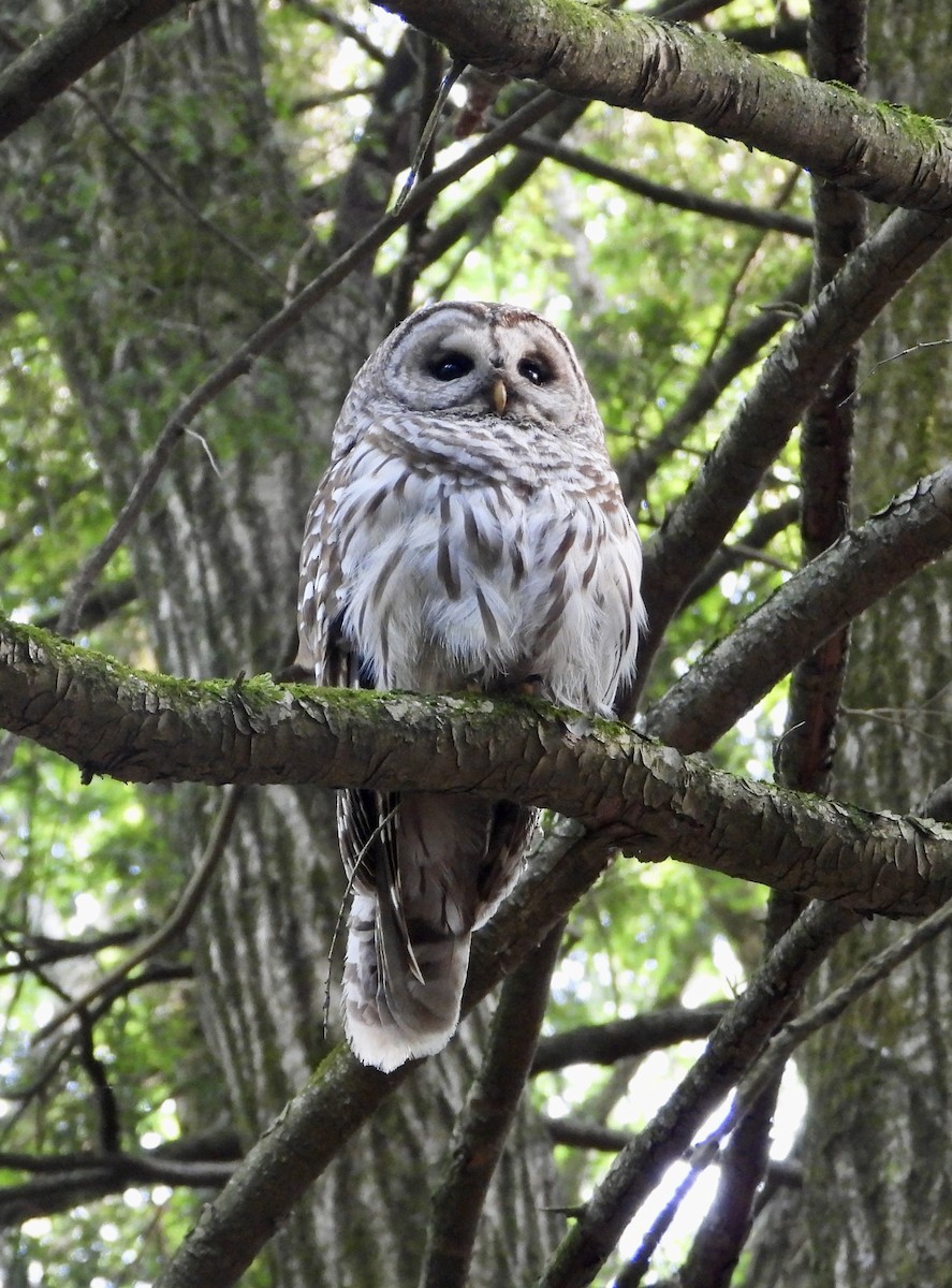 Barred Owl - ML637587508