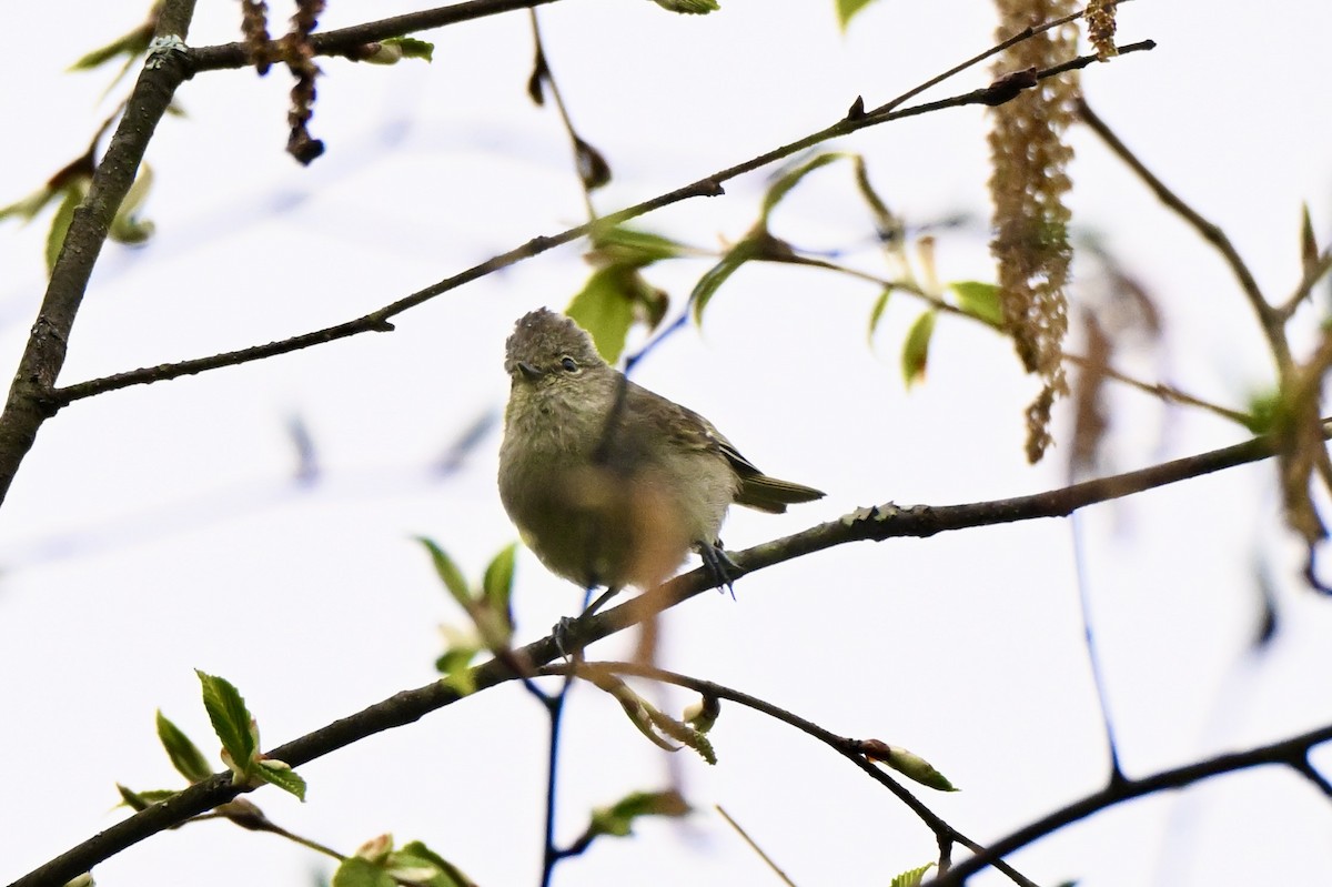 Yellow-browed Tit - ML637587511