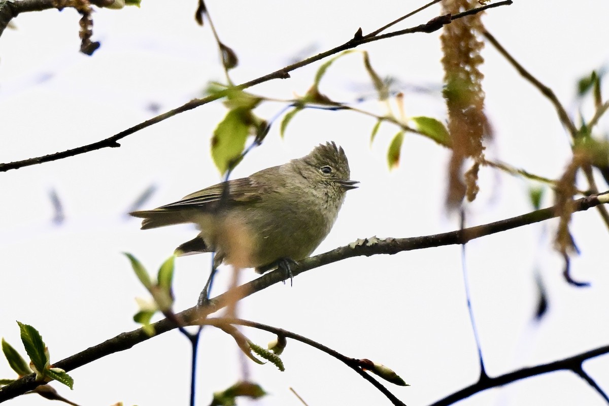 Yellow-browed Tit - ML637587518