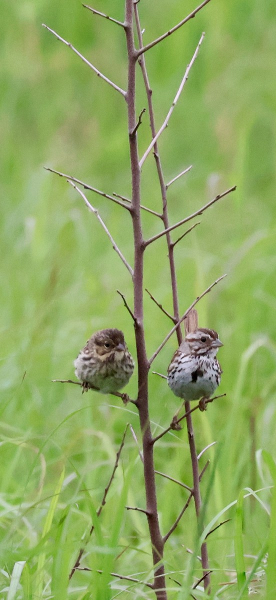 Song Sparrow - ML637587521