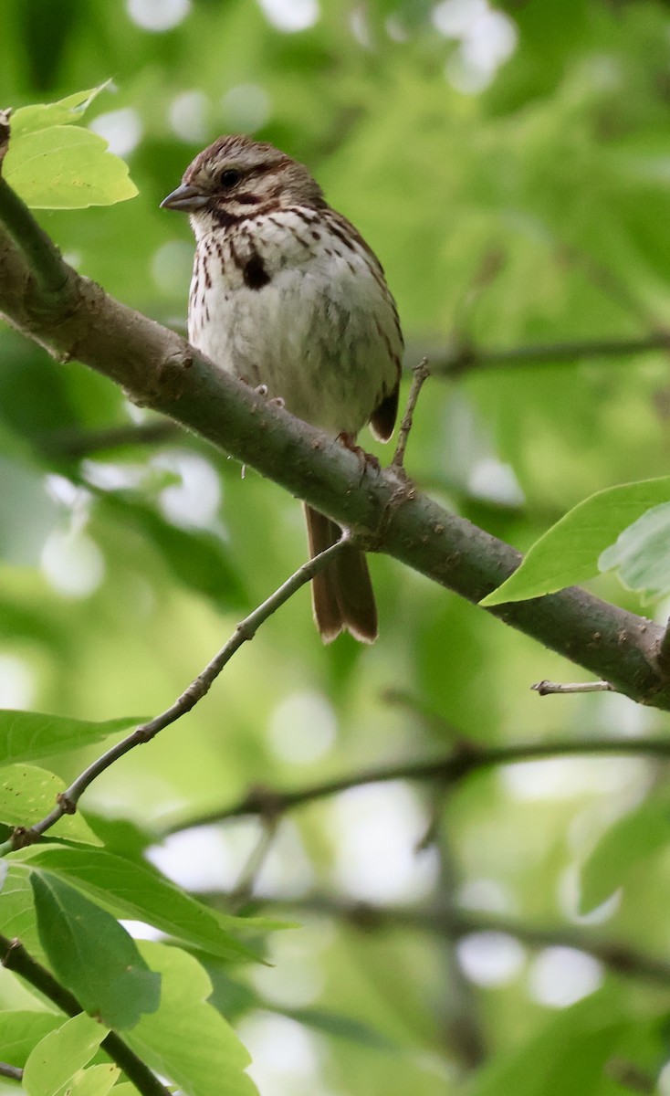 Song Sparrow - ML637587522