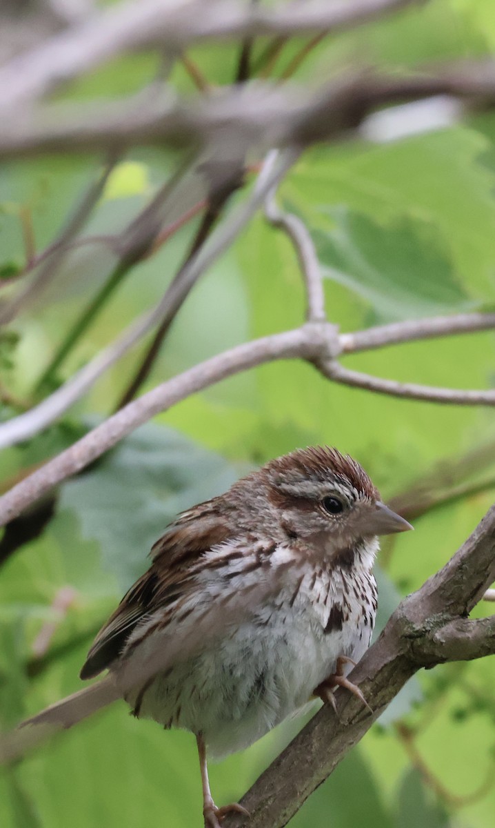 Song Sparrow - ML637587523
