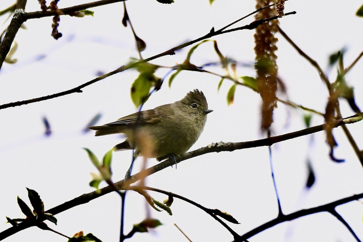 Yellow-browed Tit - ML637587525
