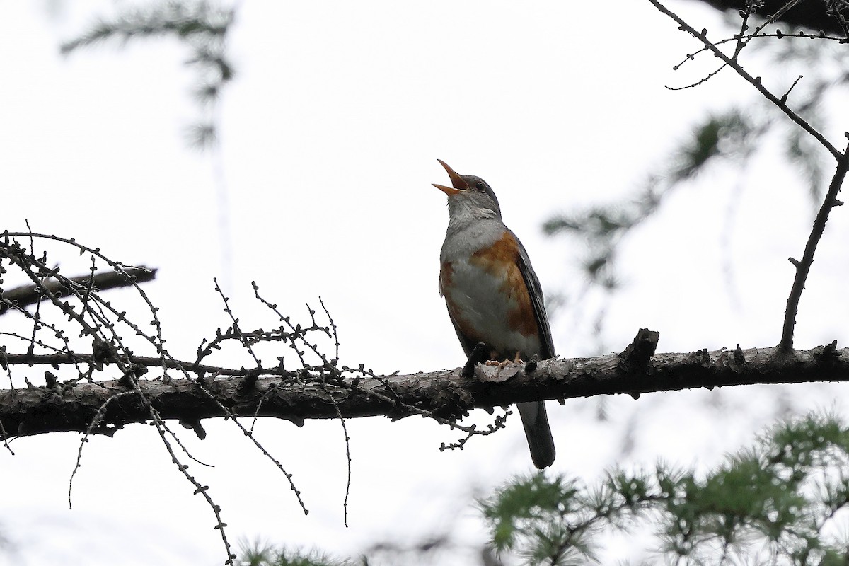 Gray-backed Thrush - ML637587529