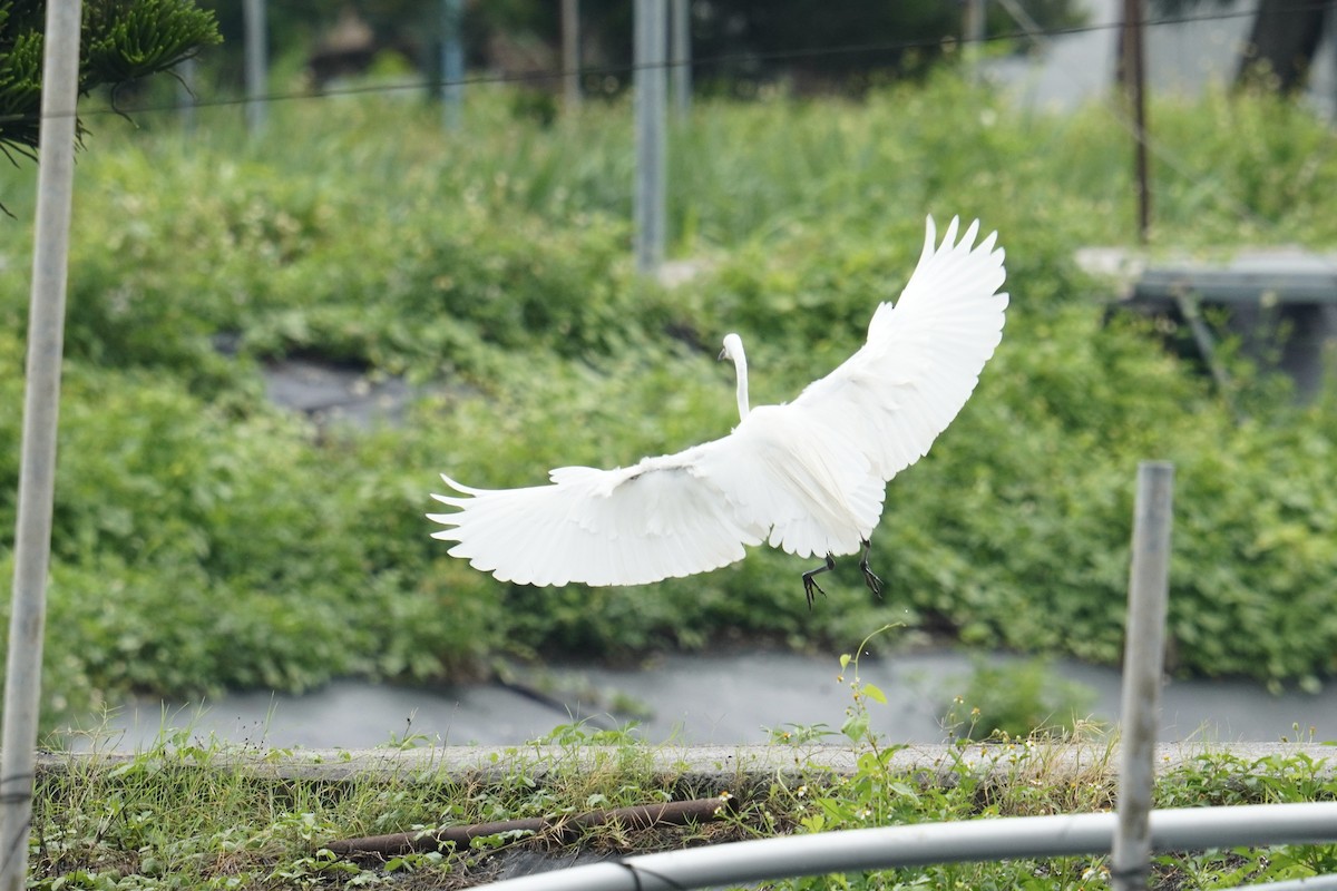 Medium Egret - ML637587530