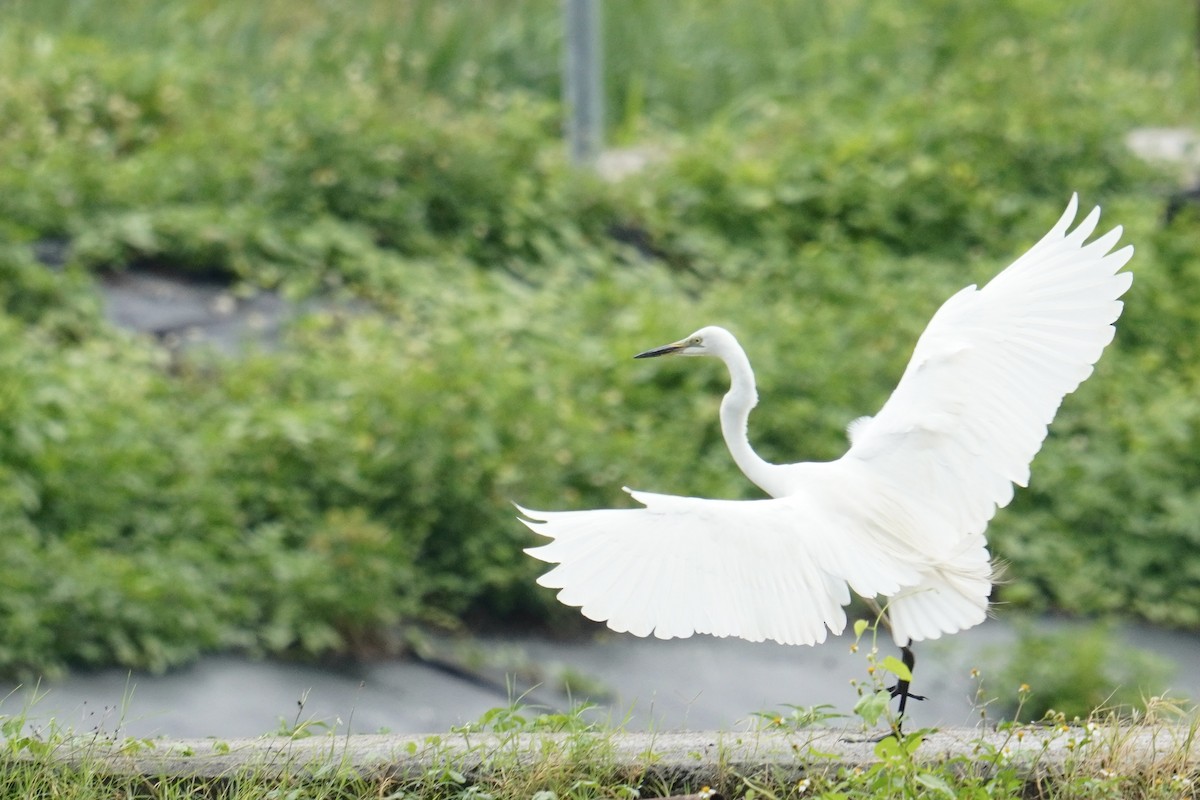 Medium Egret - ML637587531