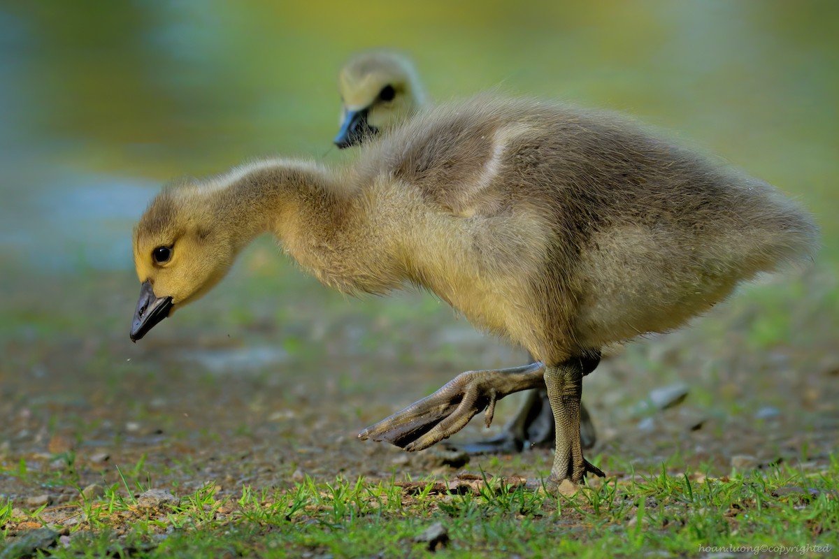 Branta kanadar handia - ML637587535