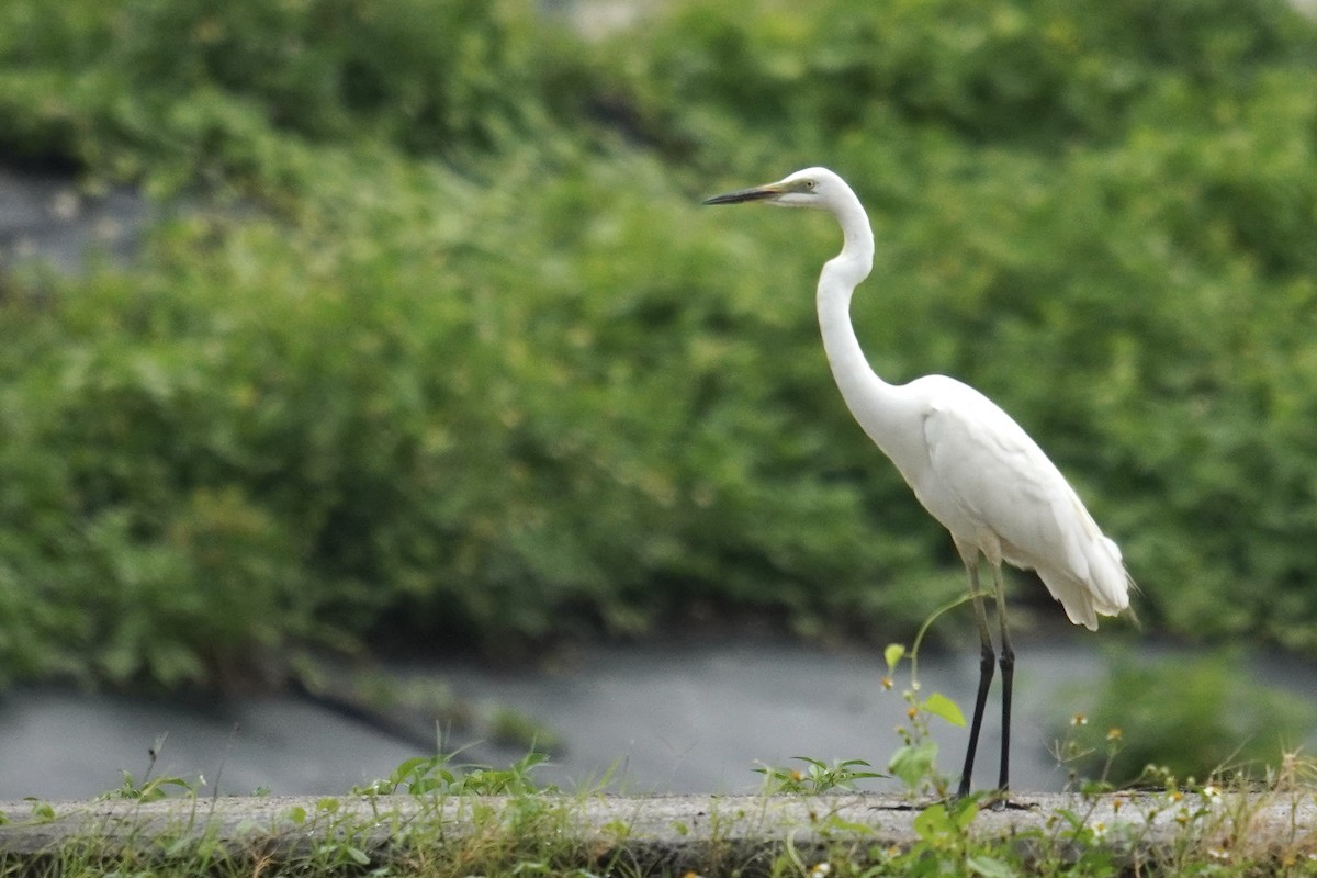 Medium Egret - ML637587536