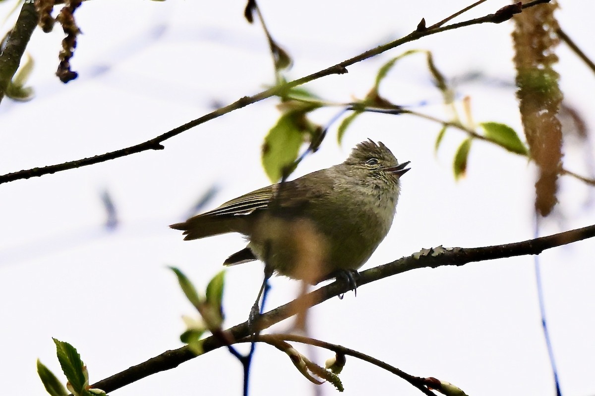 Yellow-browed Tit - ML637587537