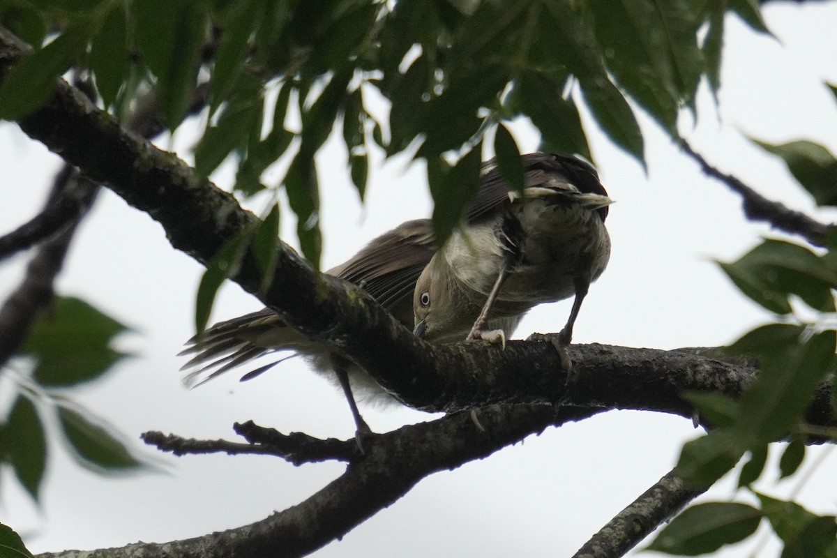 White-shouldered Starling - ML637587539